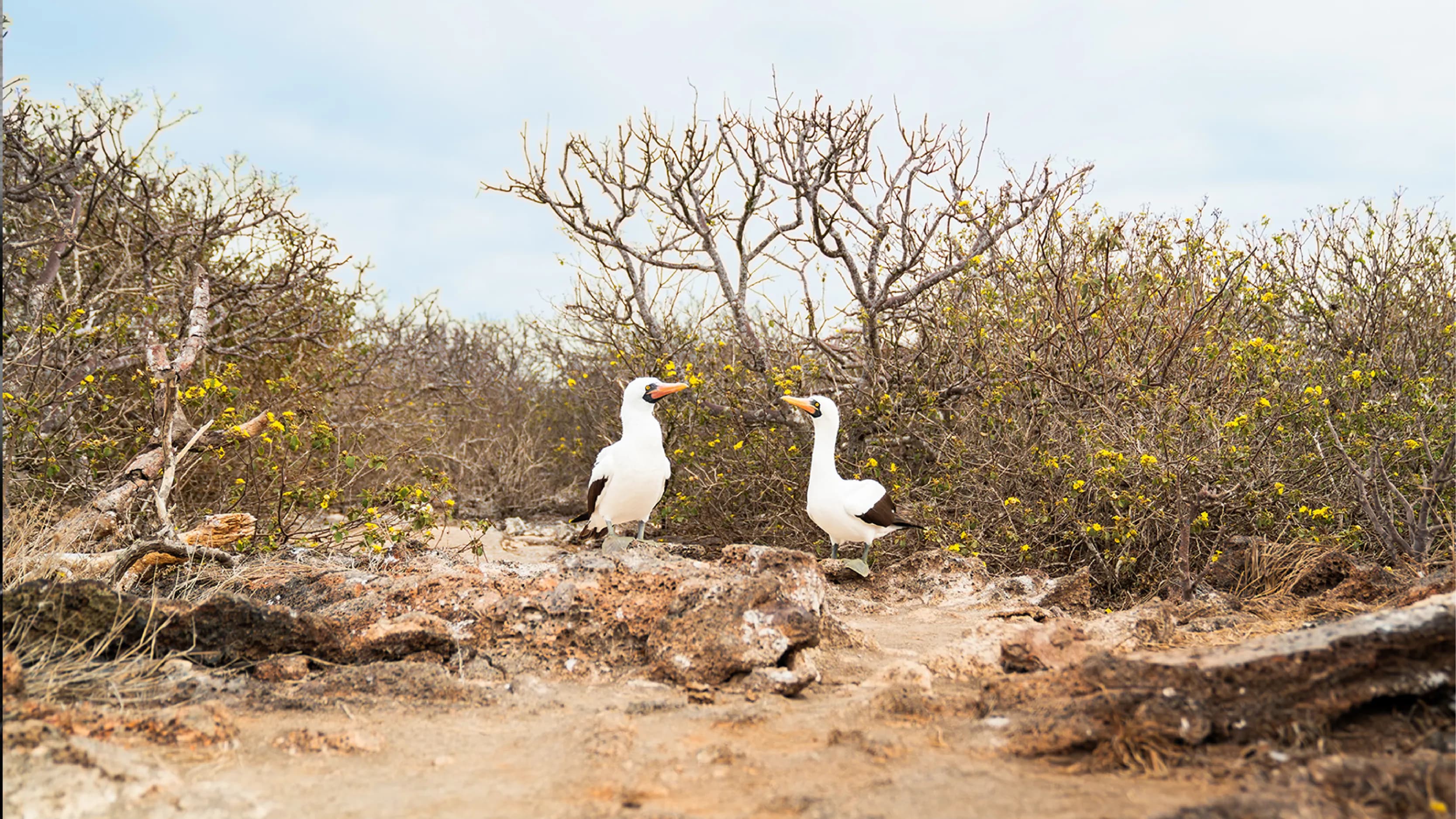 Galapagos